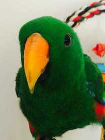 Lost Eclectus