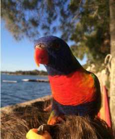 Lost Lory / Lorikeet