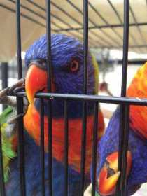Lost Lory / Lorikeet
