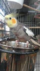 Lost Cockatiel