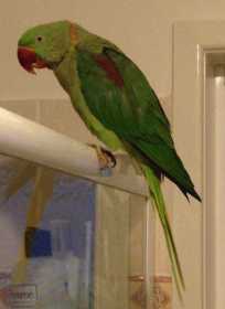 Lost Alexandrine