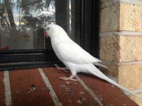 Lost Indian Ringneck Parakeet
