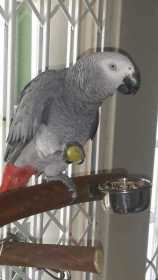 Lost African Grey