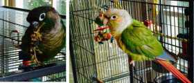 Lost Conure