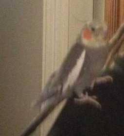 Lost Cockatiel