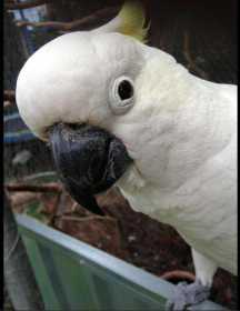 Lost Cockatoo