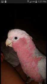 Lost Galah Cockatoo