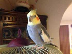 Lost Cockatiel