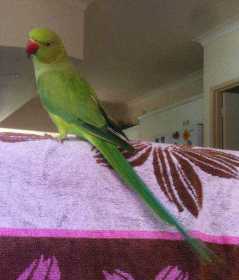 Lost Indian Ringneck Parakeet