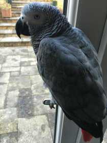 Lost African Grey