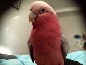 Lost Galah Cockatoo