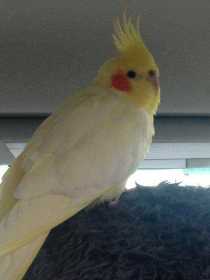 Lost Cockatiel