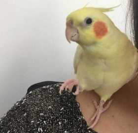 Lost Cockatiel