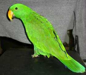 Lost Eclectus