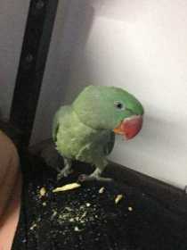 Lost Alexandrine