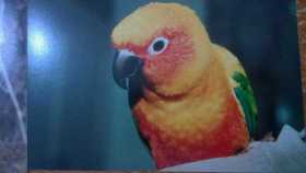 Lost Conure