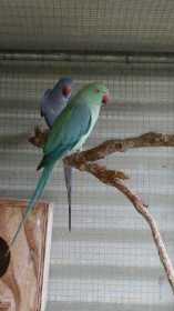 Lost Indian Ringneck Parakeet