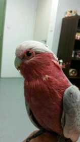 Lost Galah Cockatoo