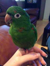 Lost Conure