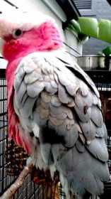 Lost Galah Cockatoo