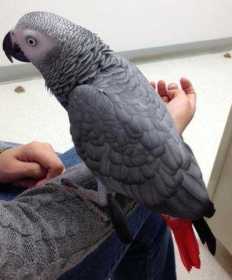 Lost African Grey
