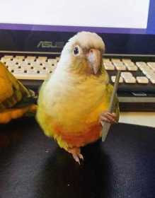 Lost Conure