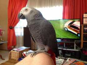 Lost African Grey