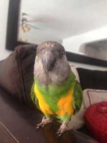 Lost Senegal