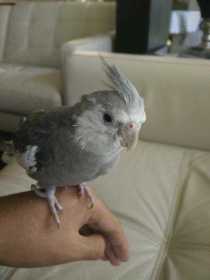 Lost Cockatiel