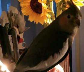 Lost Cockatiel