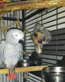 Lost African Grey