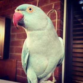 Lost Indian Ringneck Parakeet