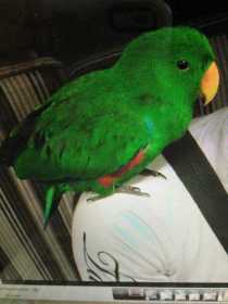 Lost Eclectus