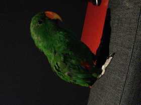 Lost Eclectus