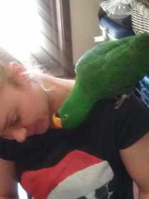 Lost Eclectus