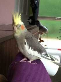 Lost Cockatiel