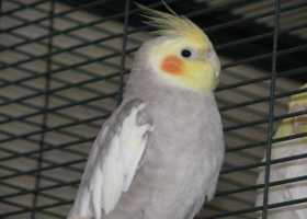 Lost Cockatiel