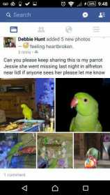 Lost Indian Ringneck Parakeet