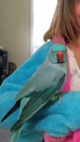 Lost Indian Ringneck Parakeet