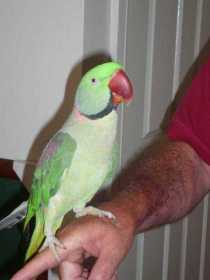 Lost Alexandrine
