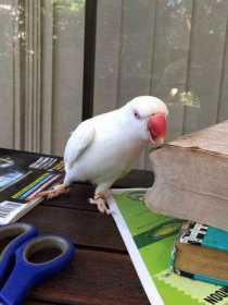 Lost Parakeet