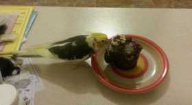 Lost Cockatiel