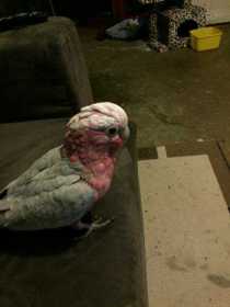 Lost Galah Cockatoo