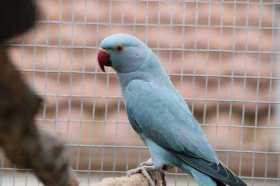 Lost Indian Ringneck Parakeet