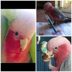 Lost Galah Cockatoo