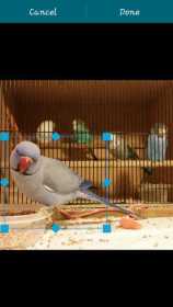 Lost Indian Ringneck Parakeet