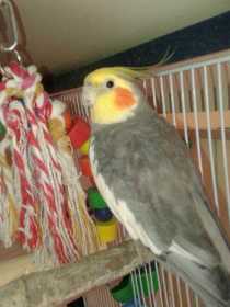 Lost Cockatiel