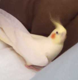 Lost Cockatiel