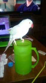 Lost Indian Ringneck Parakeet
