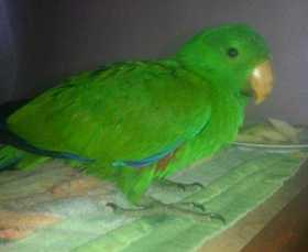 Lost Eclectus